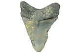 Fossil Megalodon Tooth - North Carolina #295316-1